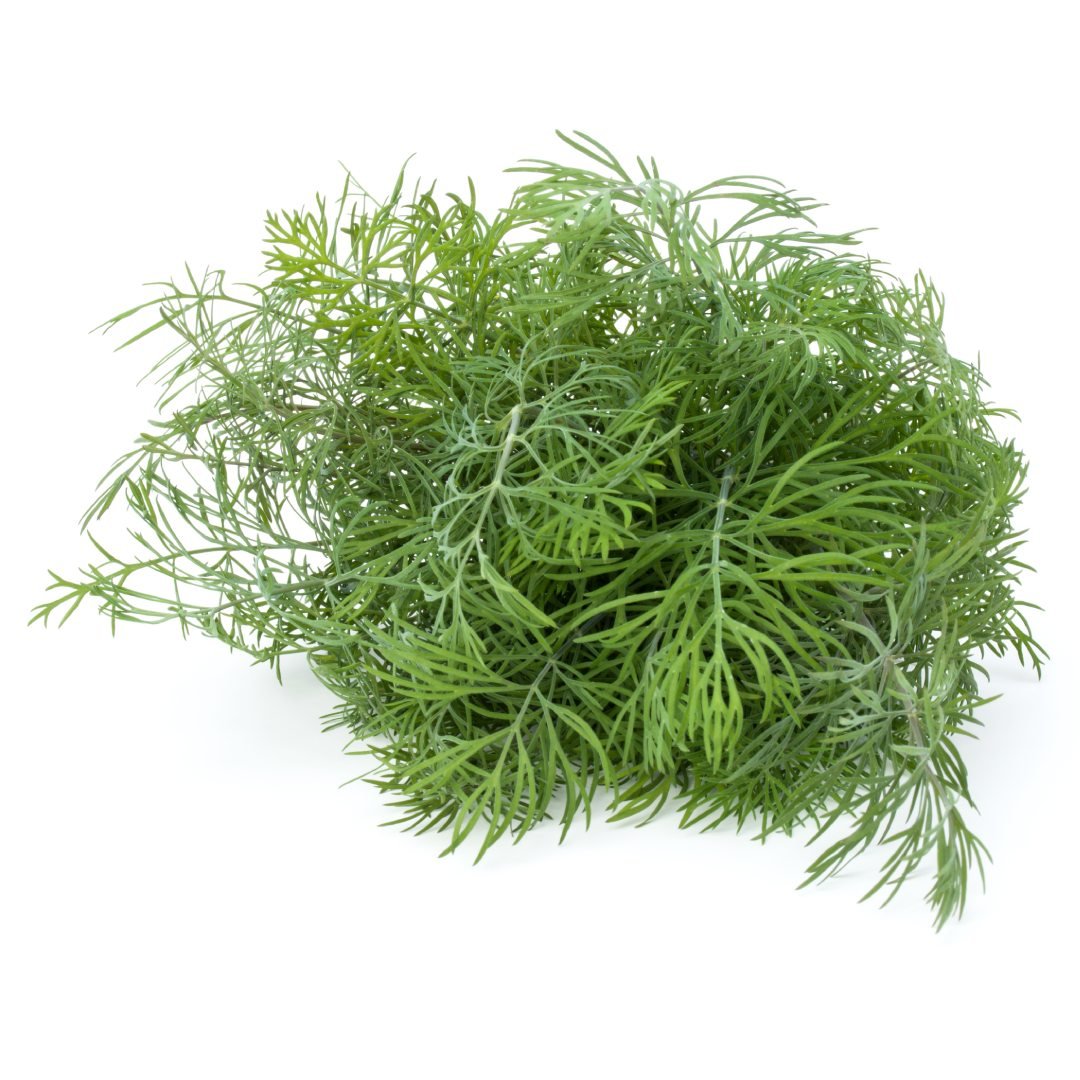 dill-leaves-sabbaki